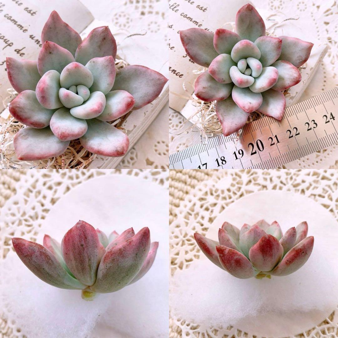 ☆loscente様☆専用です