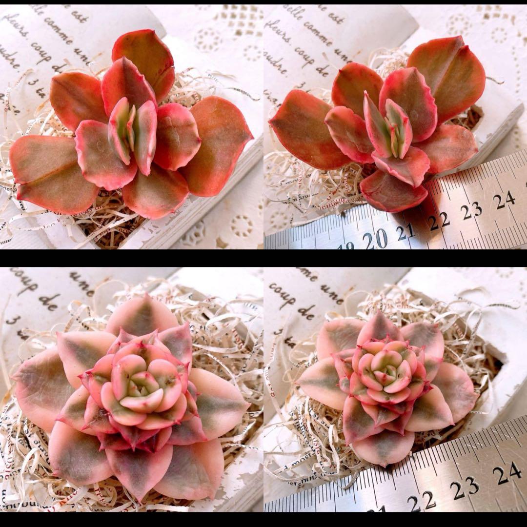 ☆loscente様☆専用です