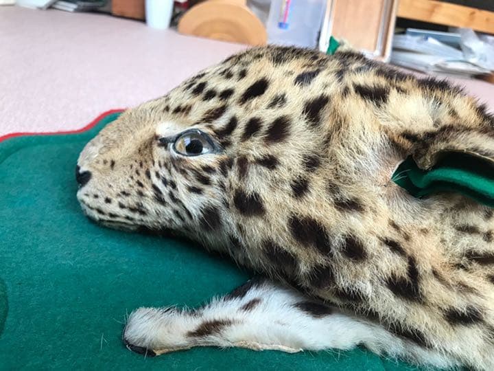 【希少】登録票付　爪付ヒョウ　剥製　敷物　ラグマット　214㌢ 毛皮　壁掛　豹