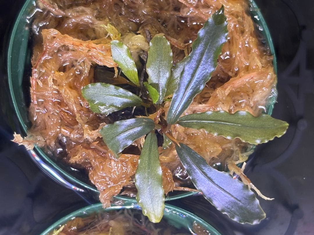 ブセファランドラspオーロラ