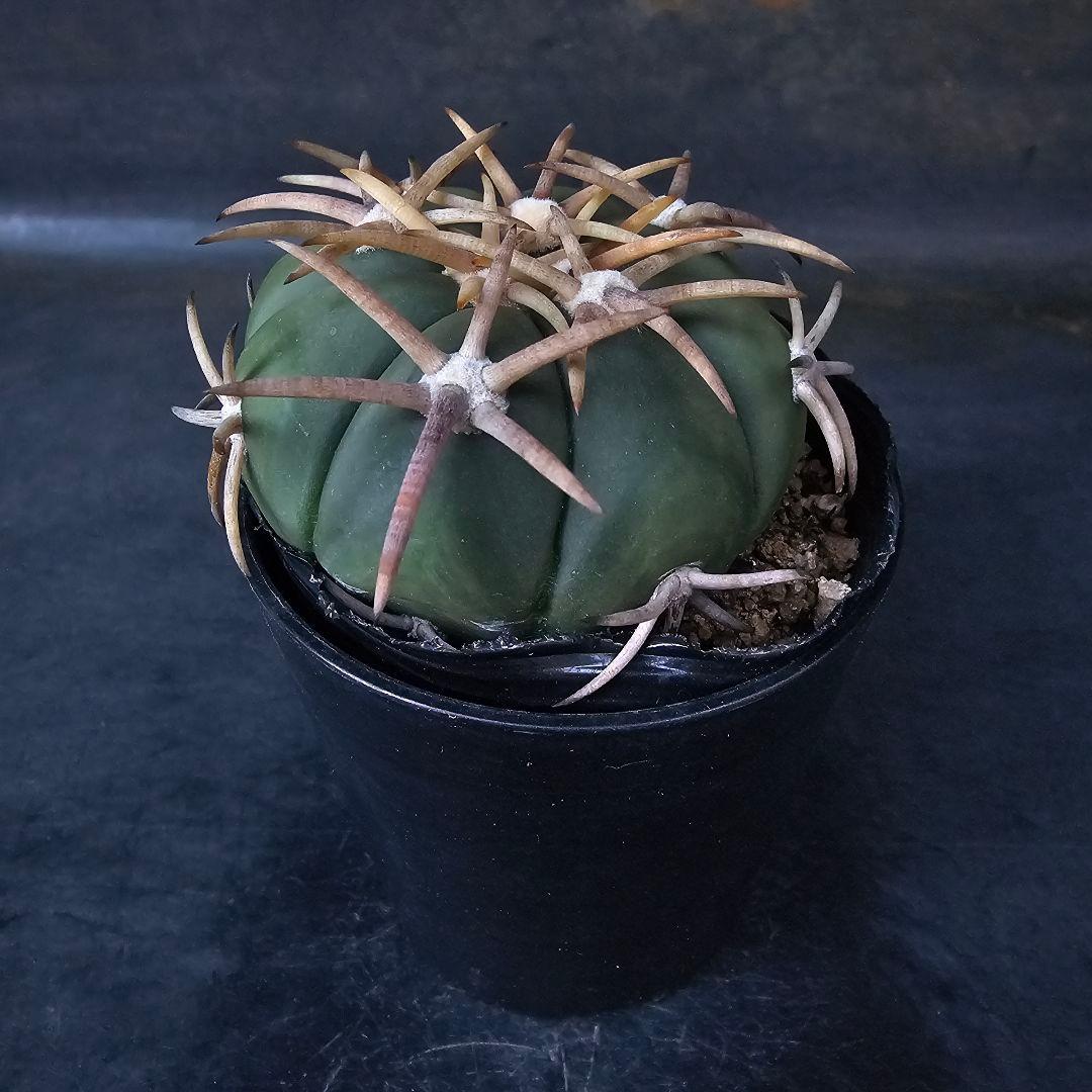 メルカリ便発送☆サボテン エキノカクタス 翠平丸×雷帝(実生苗です)