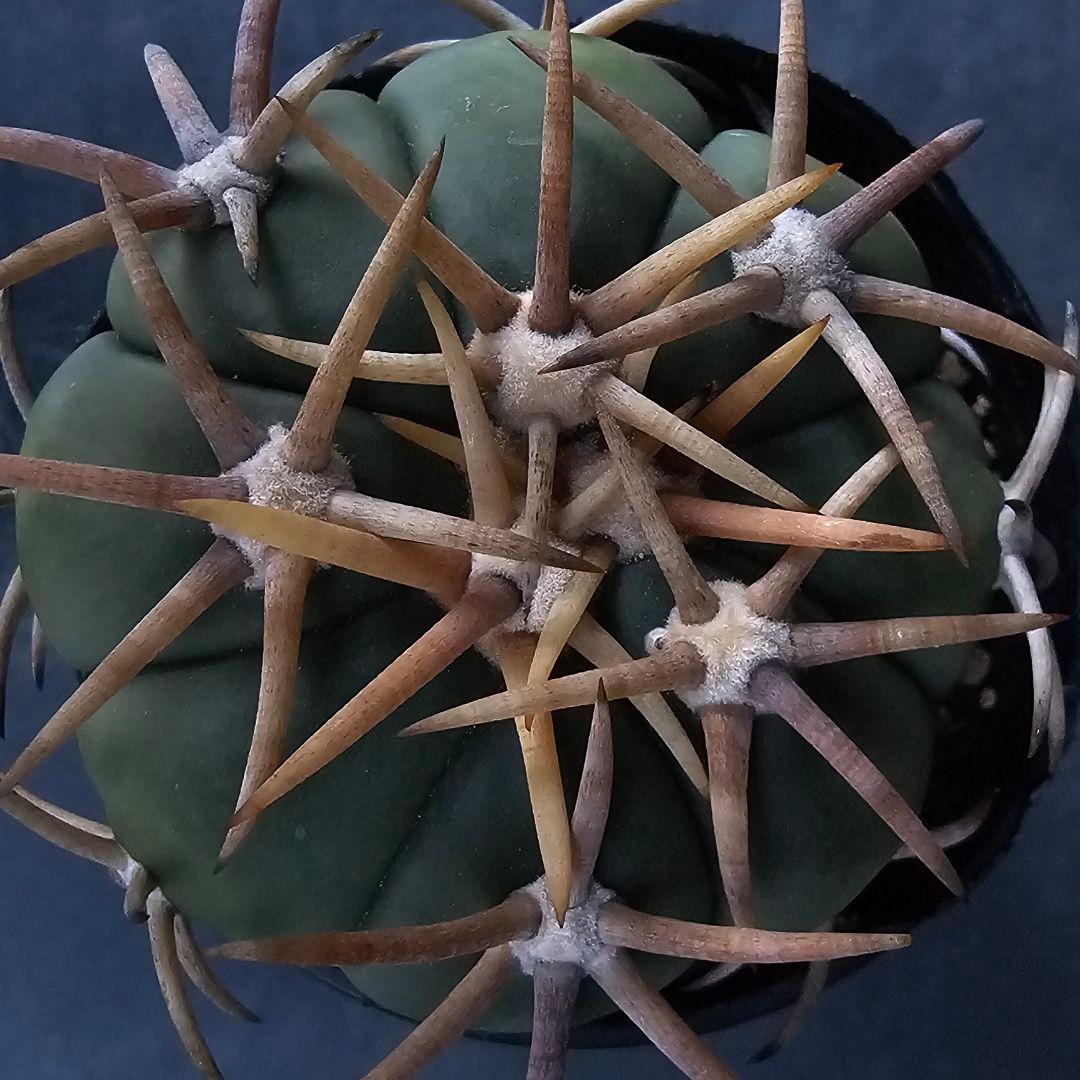 メルカリ便発送☆サボテン エキノカクタス 翠平丸×雷帝(実生苗です)