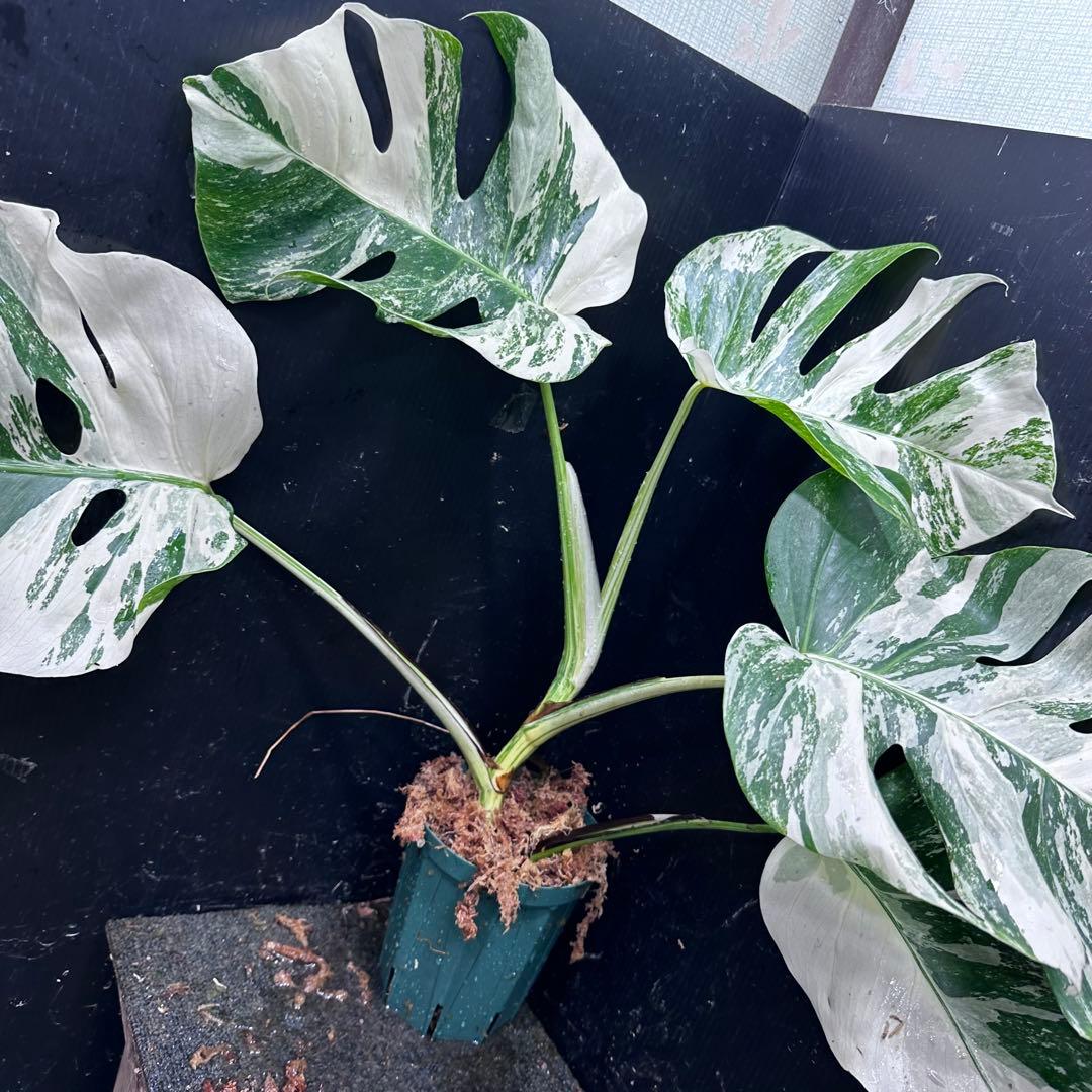 明*菜様 斑入りモンステラ ホワイトタイガー極美大株58cm白斑多