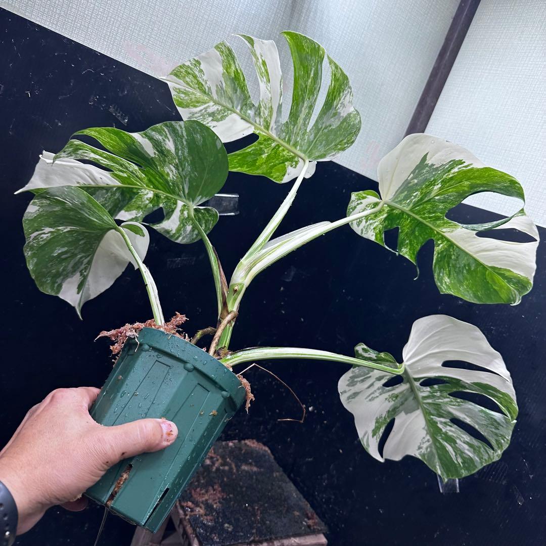 明*菜様 斑入りモンステラ ホワイトタイガー極美大株58cm白斑多
