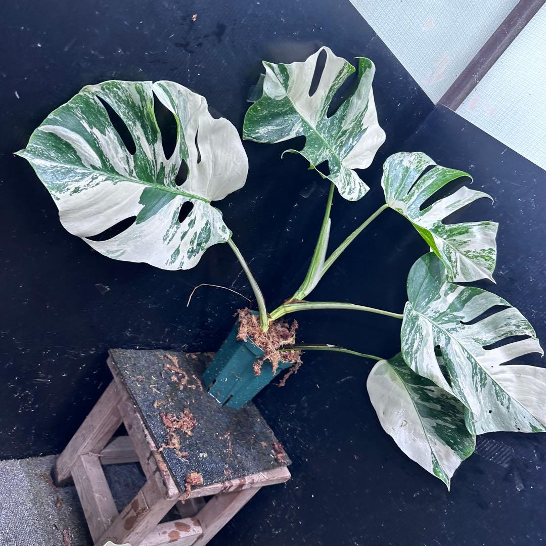 明*菜様 斑入りモンステラ ホワイトタイガー極美大株58cm白斑多