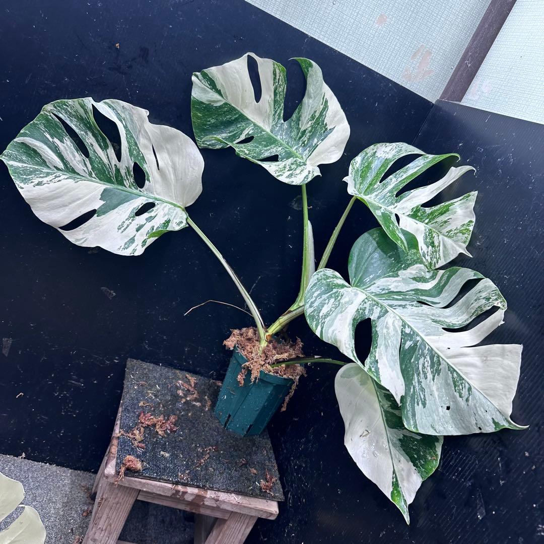 明*菜様 斑入りモンステラ ホワイトタイガー極美大株58cm白斑多