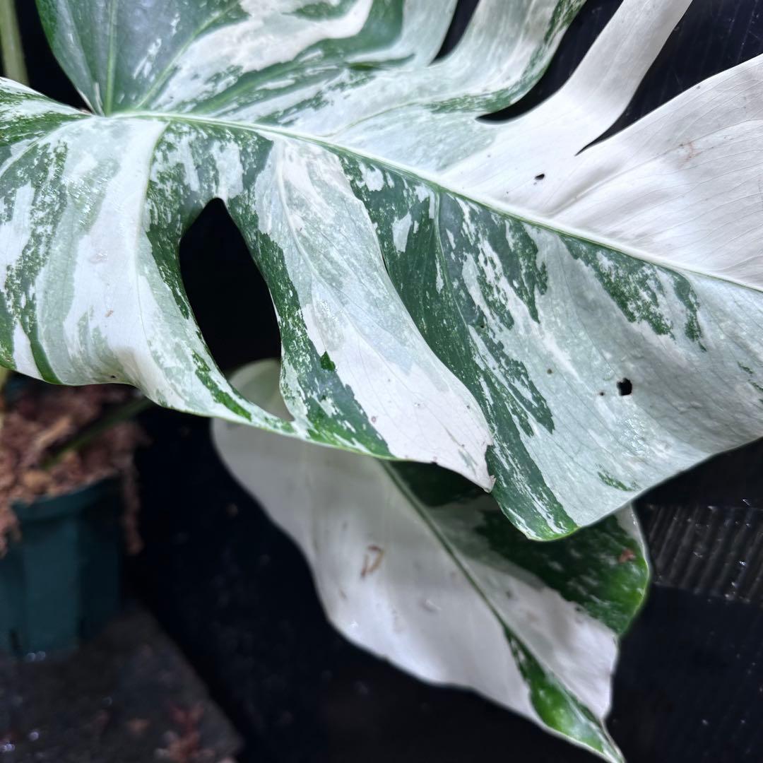明*菜様 斑入りモンステラ ホワイトタイガー極美大株58cm白斑多