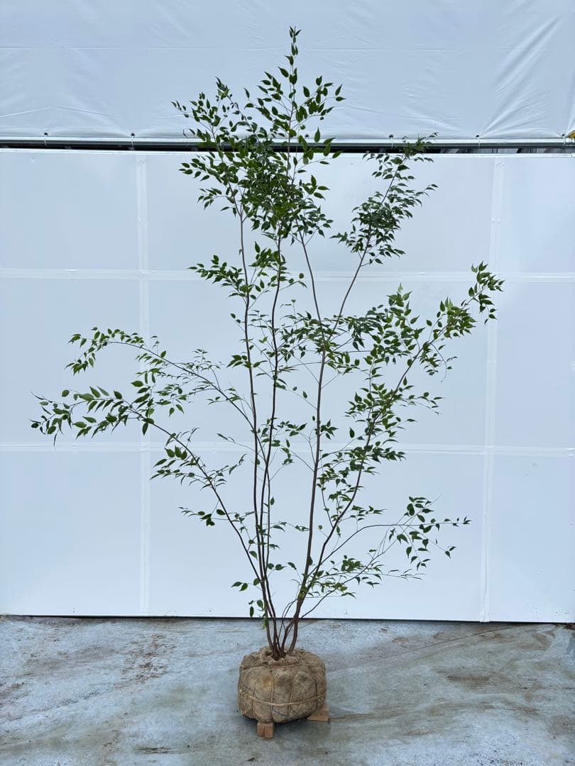 超特大サイズ 細く美しく繊細な樹形 ハイノキ 株立 713 樹高2.4m位