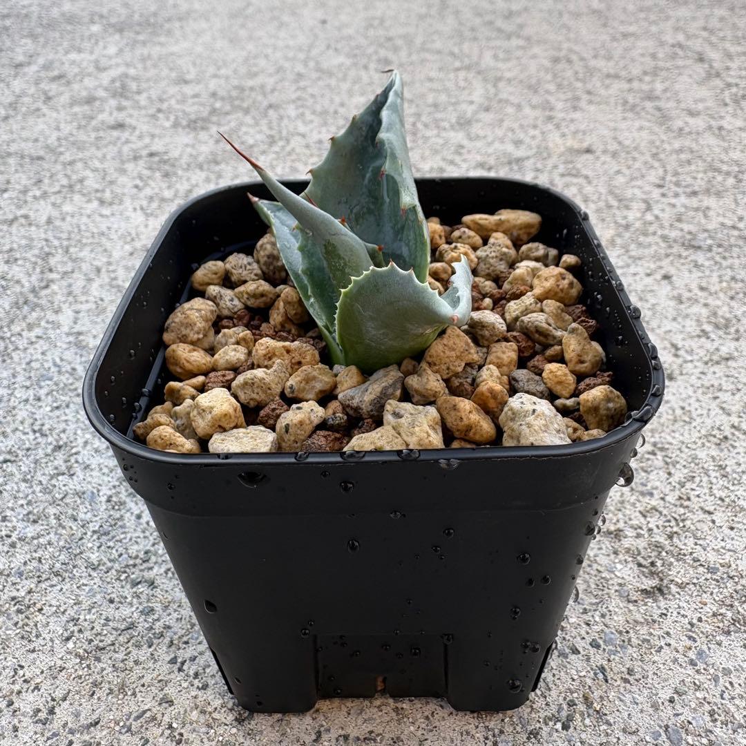 アガベ オバティフォリア 凸凹覆輪斑 ①超希少株 検(キラー オルカ モビー好き