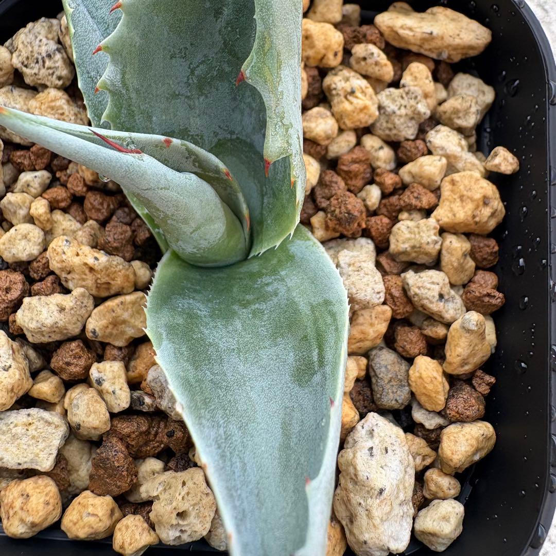 アガベ オバティフォリア 凸凹覆輪斑 ①超希少株 検(キラー オルカ モビー好き