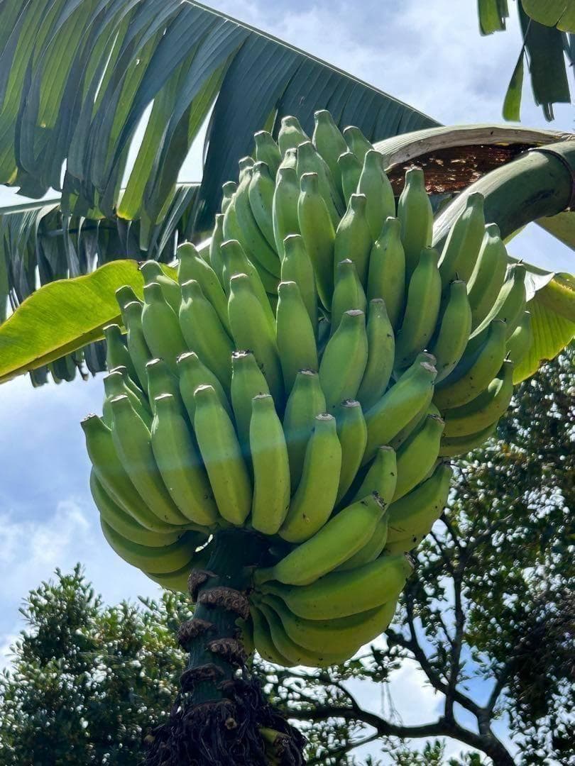 準親株！255cm巨大苗◆スーパードワーフ・キングナムワ◆関東露地&鉢植可 耐寒