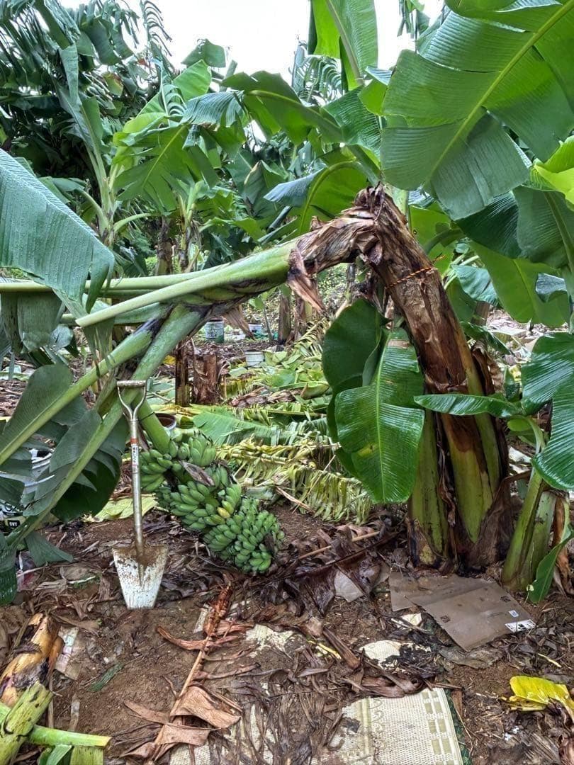 準親株！255cm巨大苗◆スーパードワーフ・キングナムワ◆関東露地&鉢植可 耐寒
