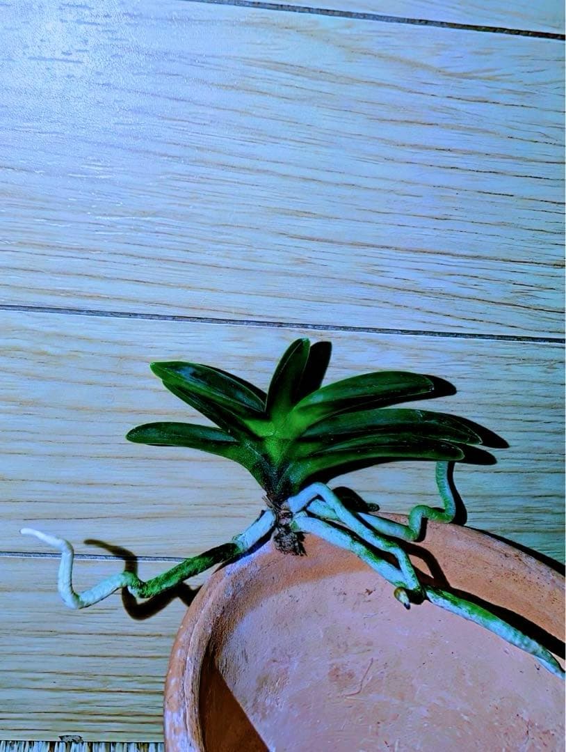 【サブレさん注文品】富貴蘭「百花繚乱」+「紫金剛」