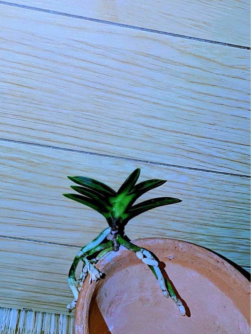 【サブレさん注文品】富貴蘭「百花繚乱」+「紫金剛」