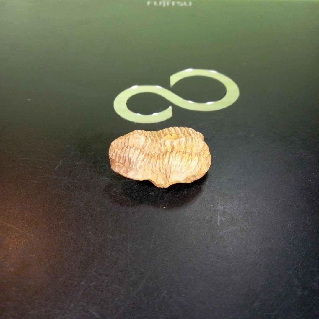 三葉虫　化石　fossil　海　ボリビア産　trilobite　海生動物網⑤