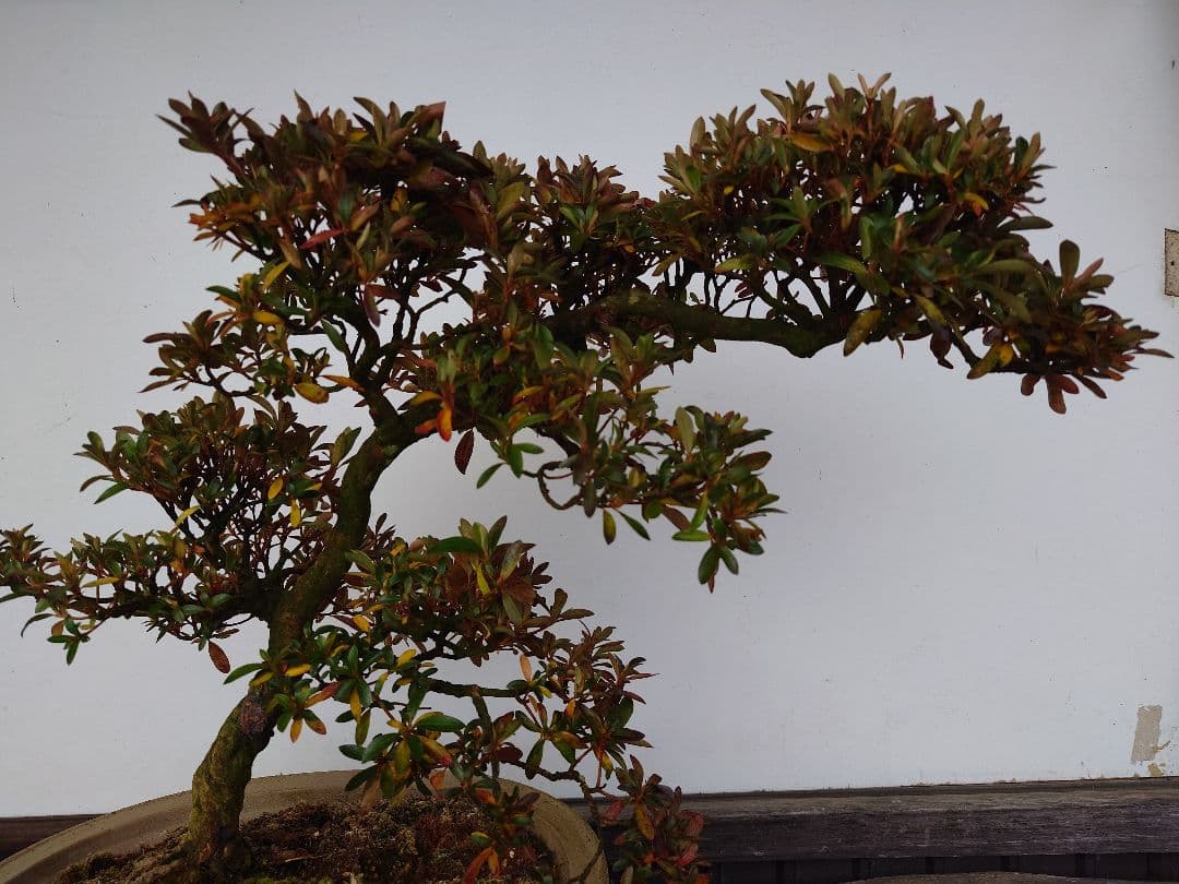 盆栽　皐月　(緋縅)　樹高45cm