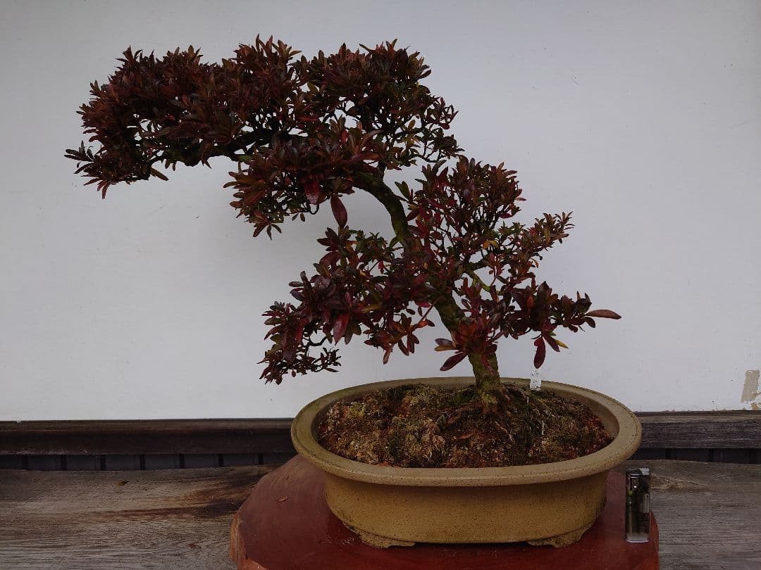 盆栽　皐月　(緋縅)　樹高45cm