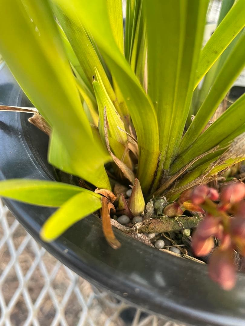 R8年キンリョウヘン花芽7本#4