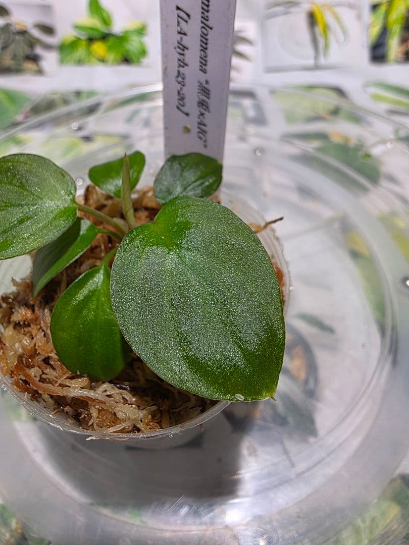 ‼️カイロコンパクト‼️　LA便正規タグ付　ホマロメナ　黒兎×AIG