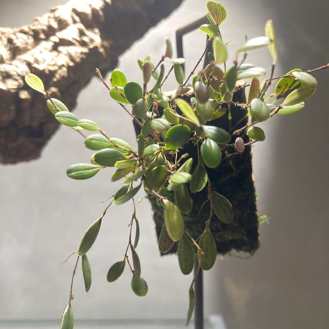 trichosalpinx chamaelepanthes 着生ラン垂れ下がり系