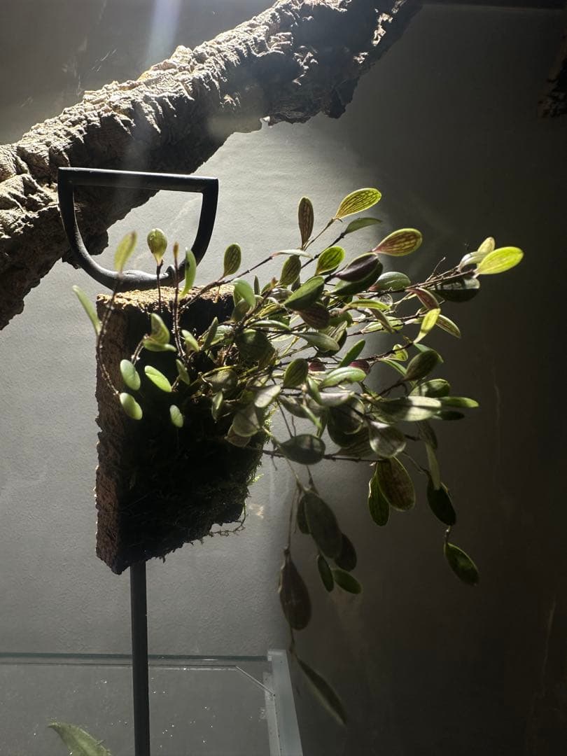 trichosalpinx chamaelepanthes 着生ラン垂れ下がり系