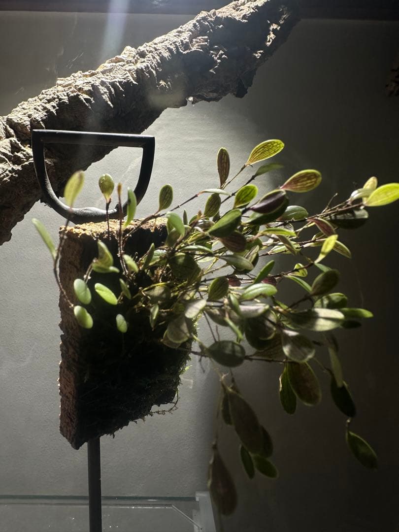 trichosalpinx chamaelepanthes 着生ラン垂れ下がり系