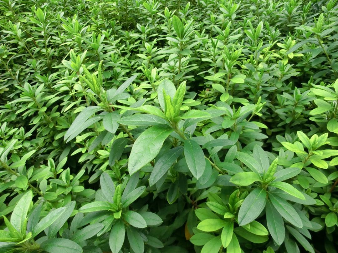 【ピンクの猫】CASIO EXILIM EX-H30 コンデジ ブラック