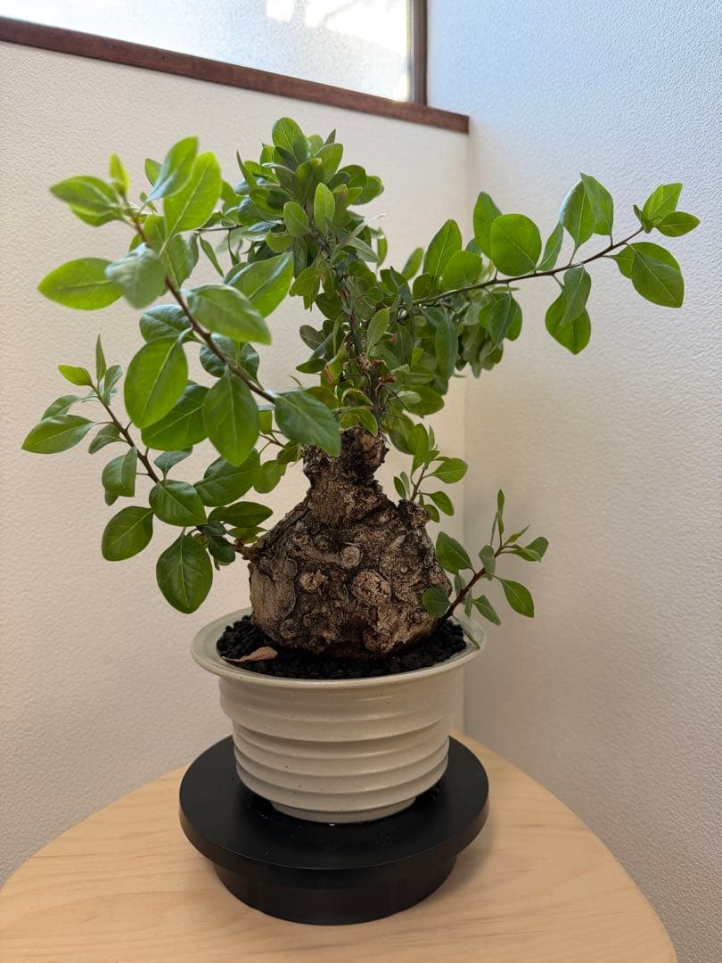 フォークイエリア　ファシクラータ　扁平