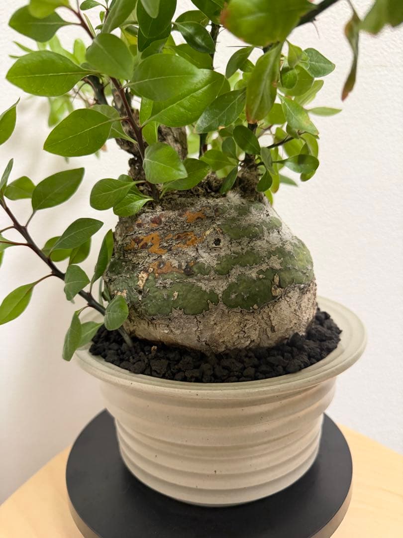 フォークイエリア　ファシクラータ　扁平