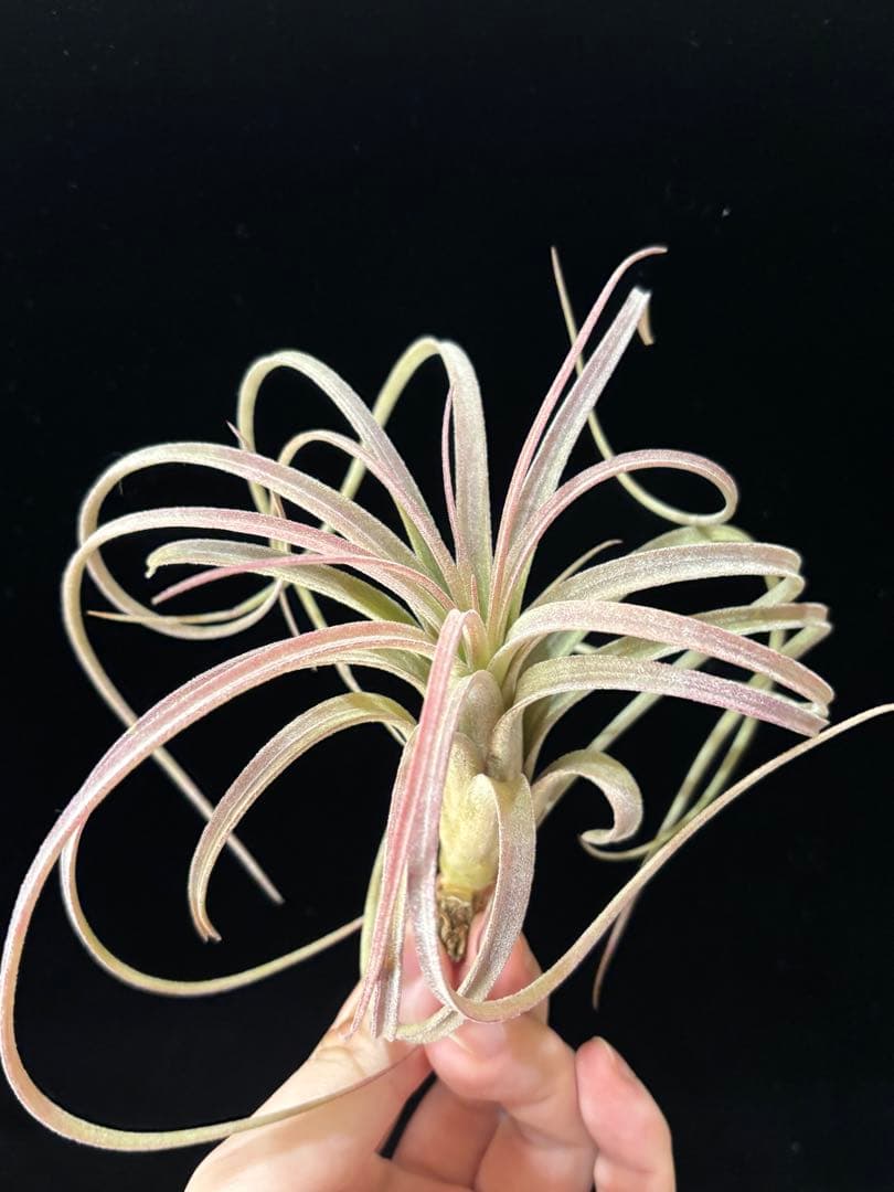 りく 'Jumping For Joy' A31012 RFI