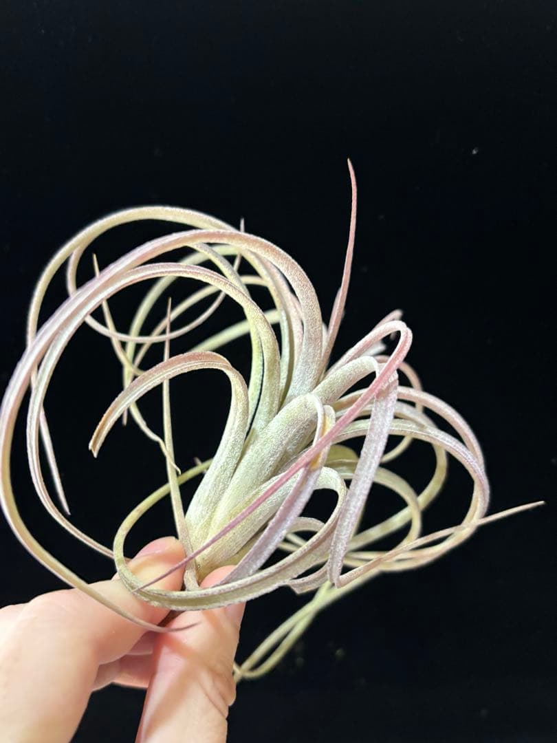 りく 'Jumping For Joy' A31012 RFI