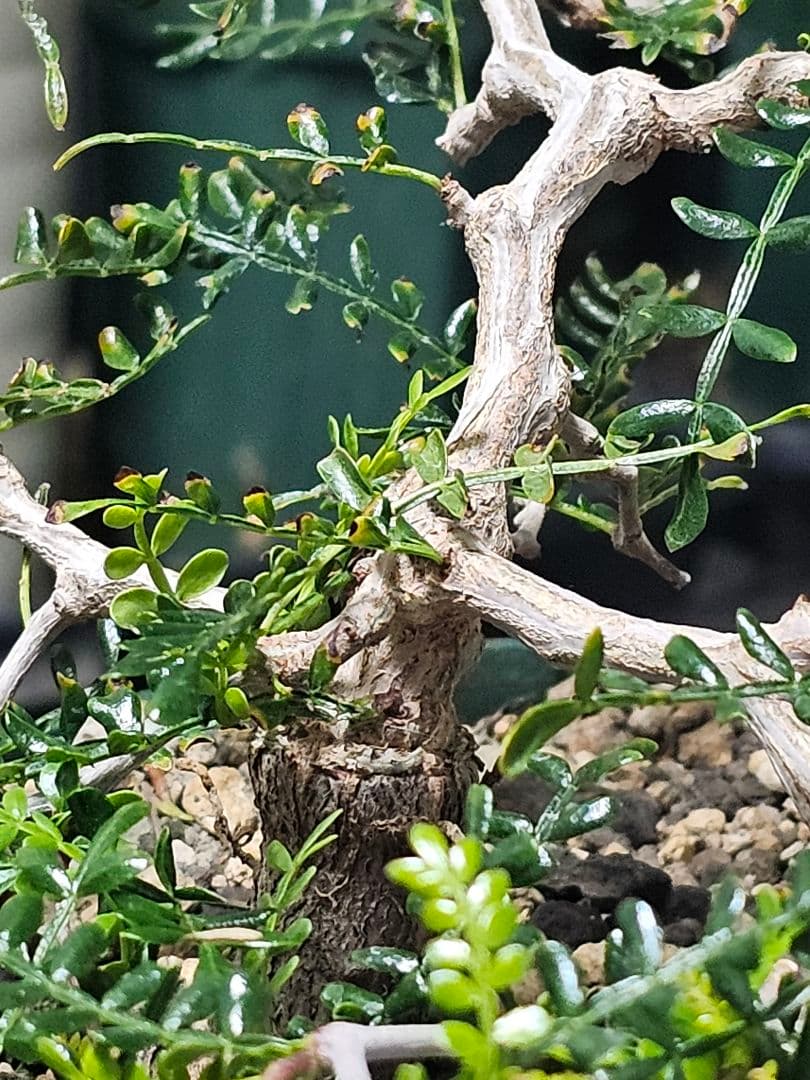 【良血統】オペルクリカリア パキプス