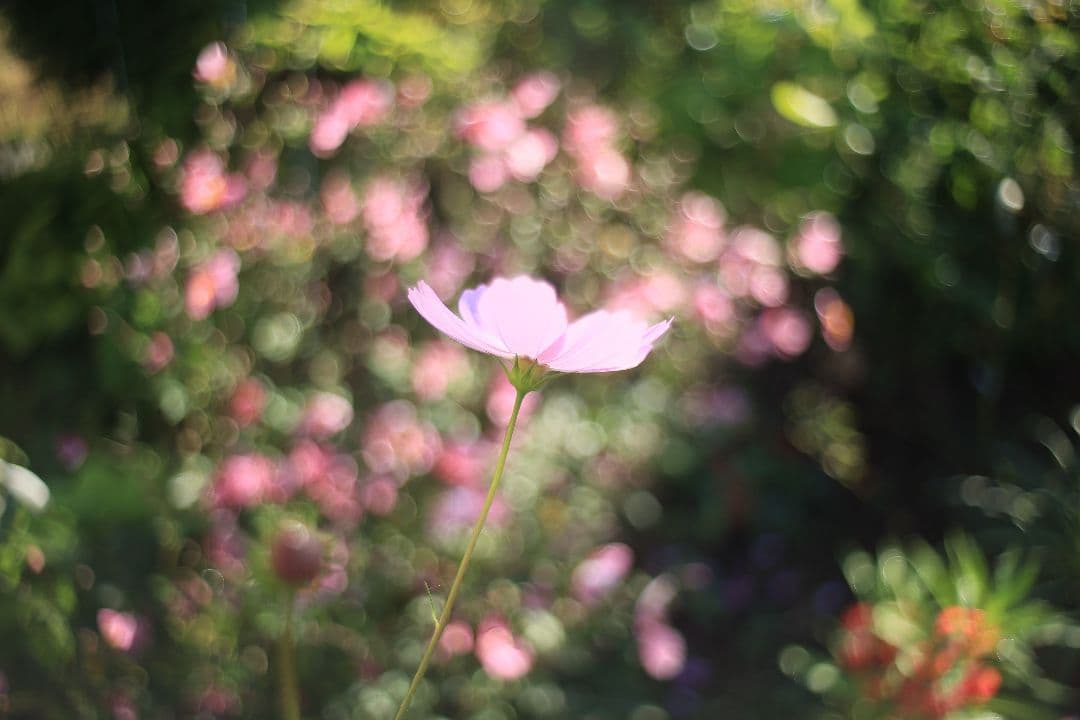 《銘珍玉》KOMURANON 28mm F2.5【良品】