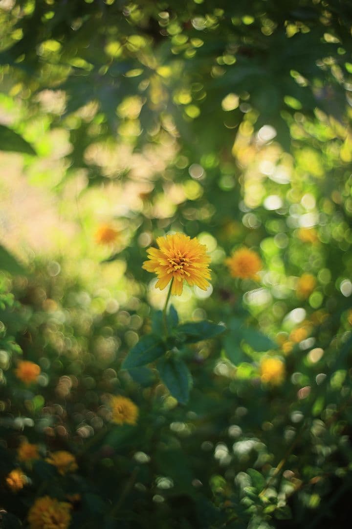 《銘珍玉》KOMURANON 28mm F2.5【良品】