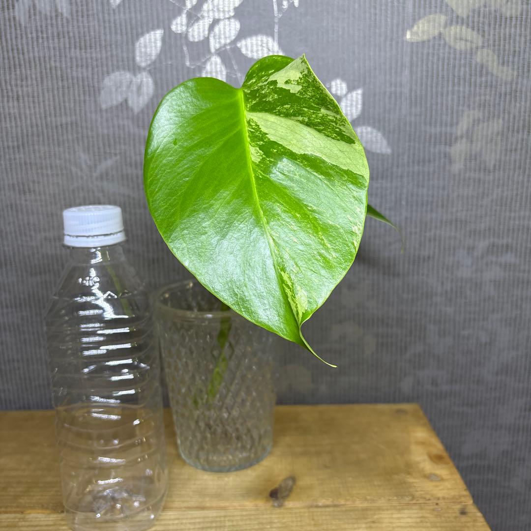 モンステラ　ボルシギアナ　セブブルーミント　トップカット苗