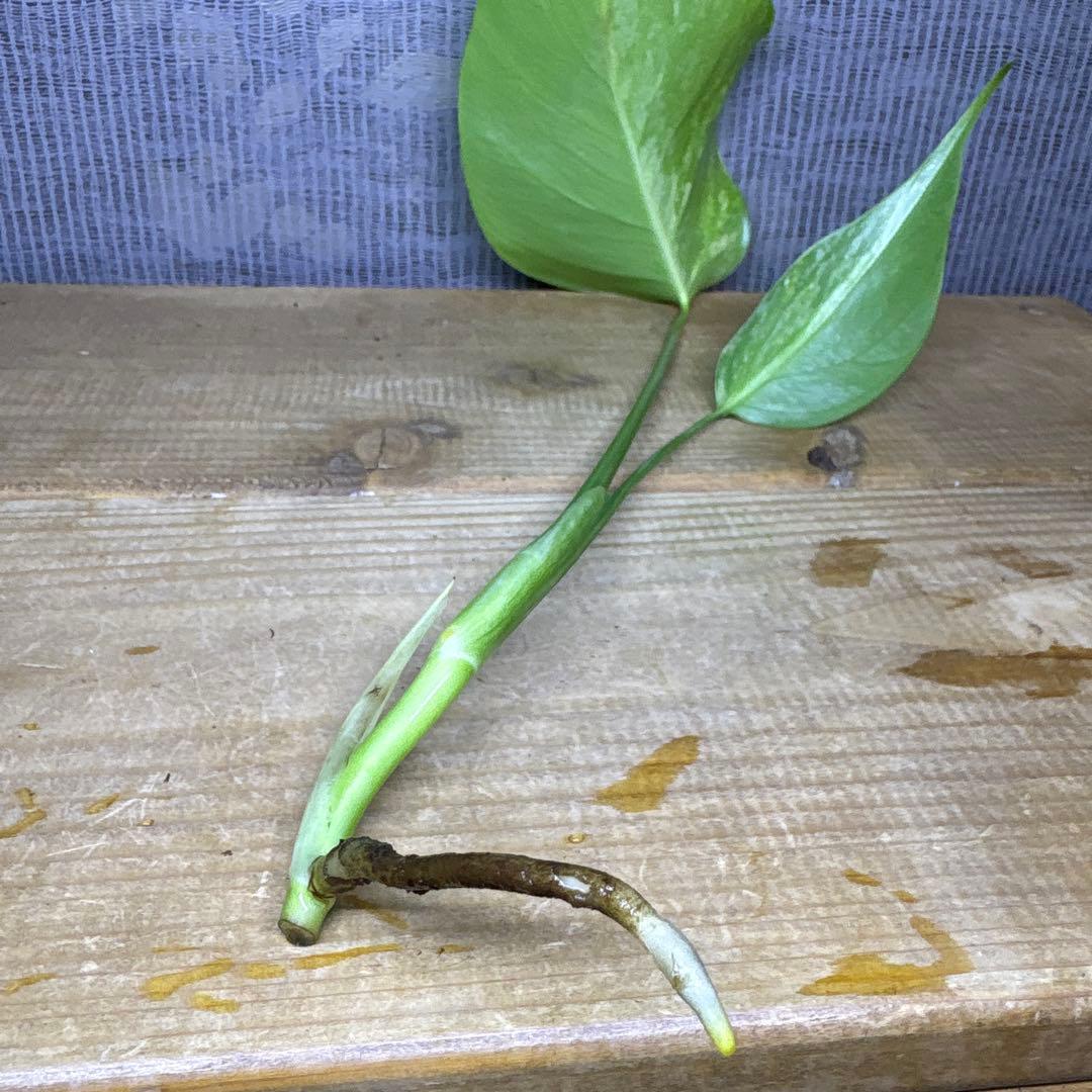 モンステラ　ボルシギアナ　セブブルーミント　トップカット苗