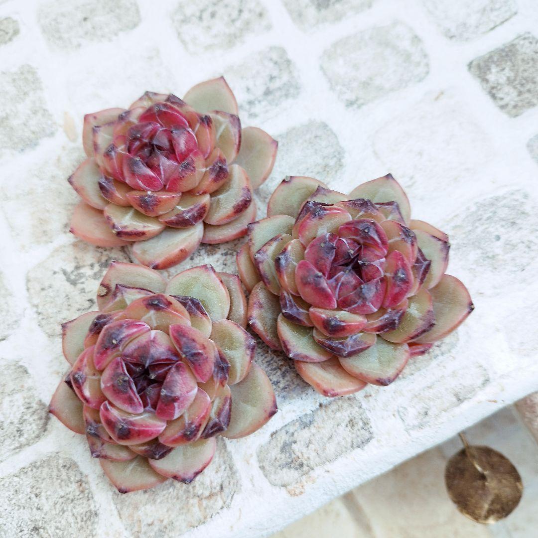 ブラックピル◎多肉植物 カット苗 輸入苗 エケベリア等