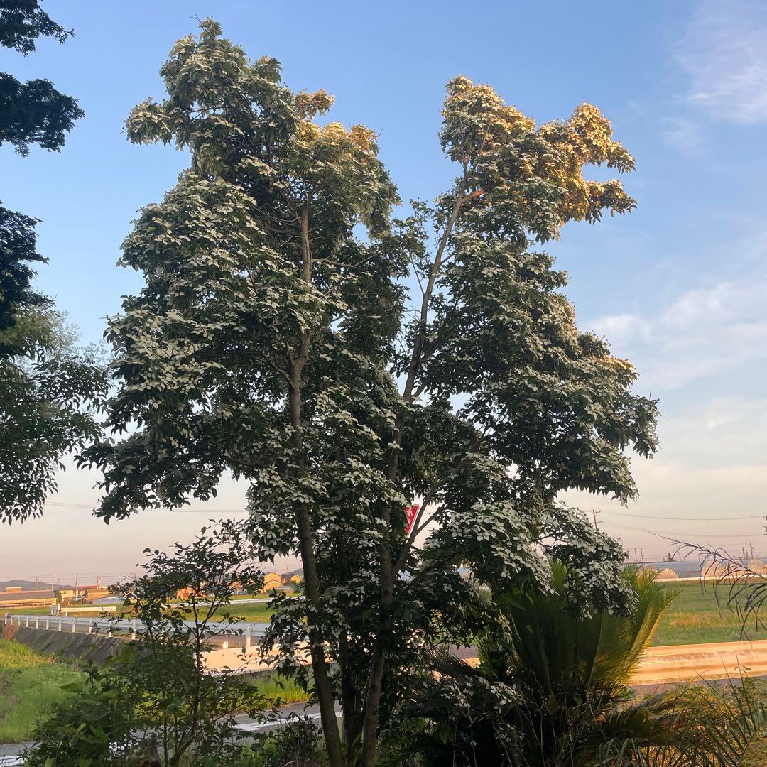 常緑ヤマボウシ 月光 株立