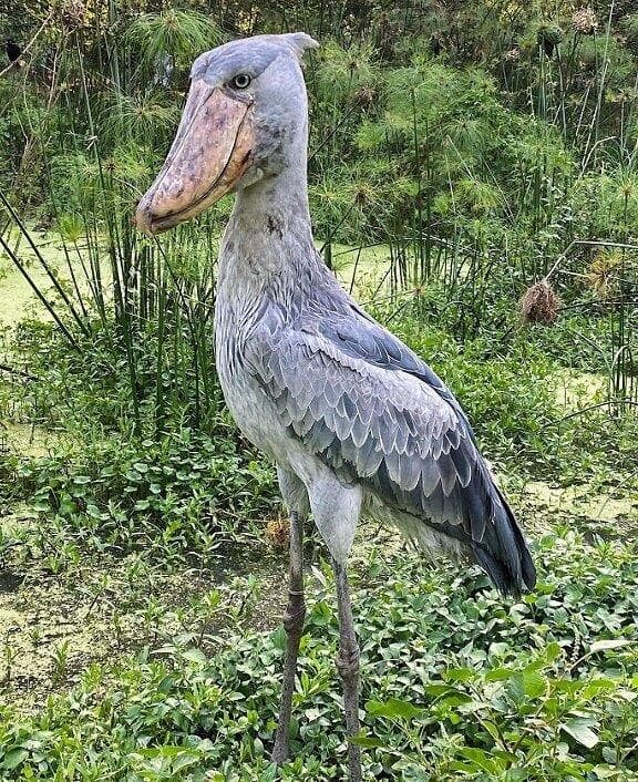 高品質　ハシビロコウ 頭骨（レプリカ）