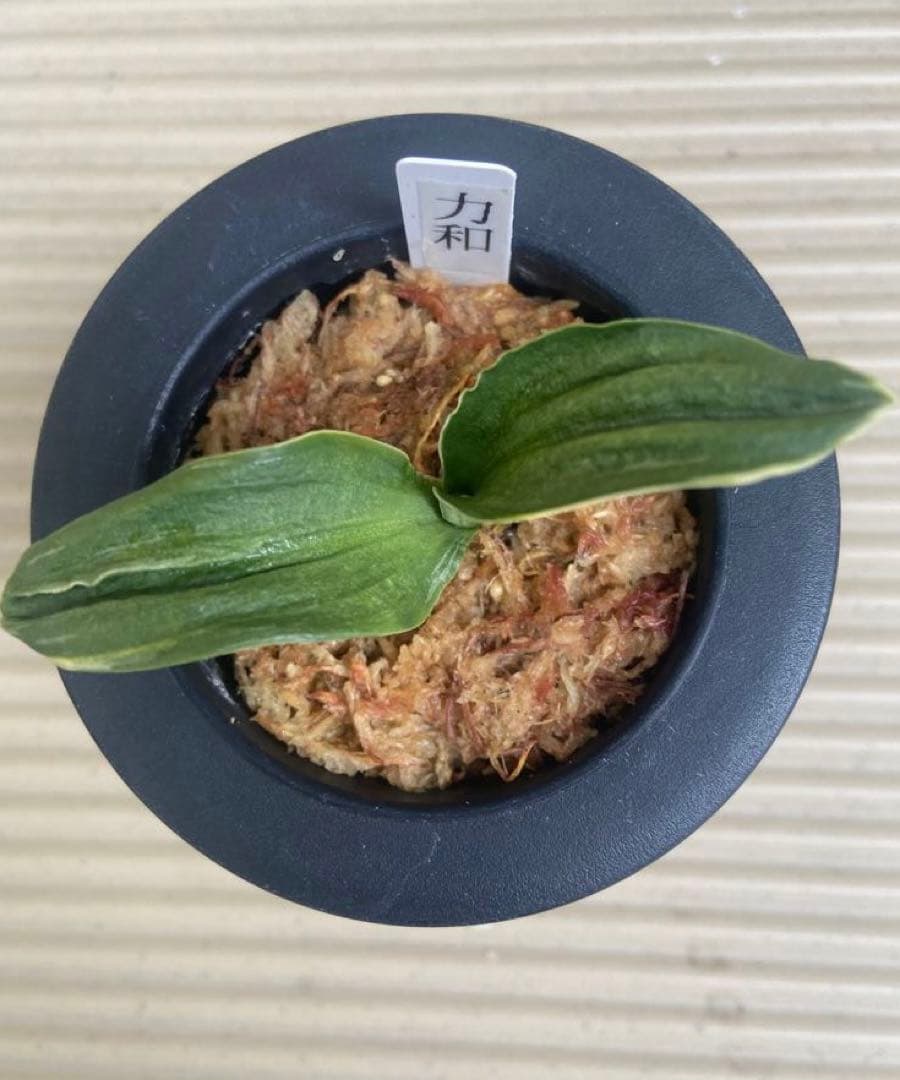 万年青 おもと 力和（りきわ）2才苗