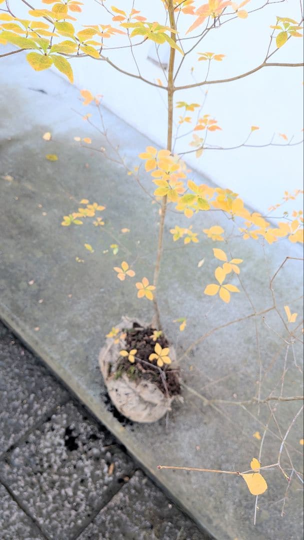 鮮美。山採りドウダンツツジ。