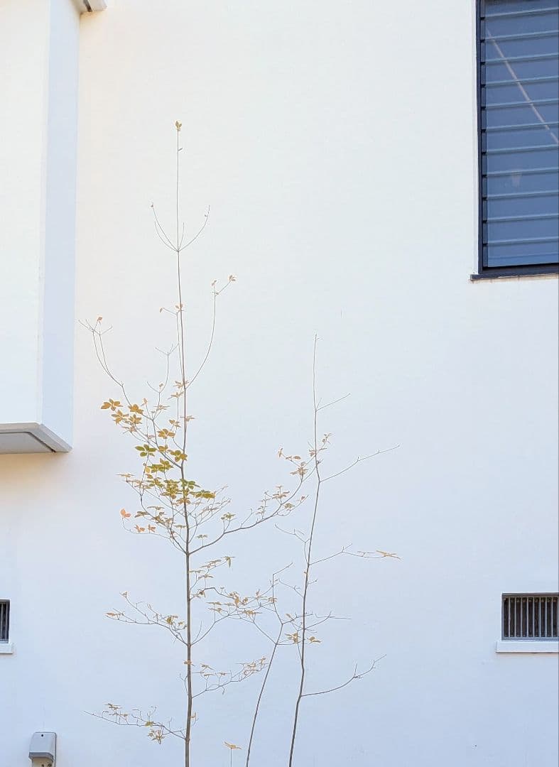 鮮美。山採りドウダンツツジ。