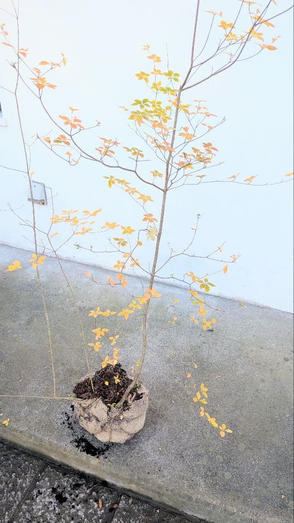 鮮美。山採りドウダンツツジ。