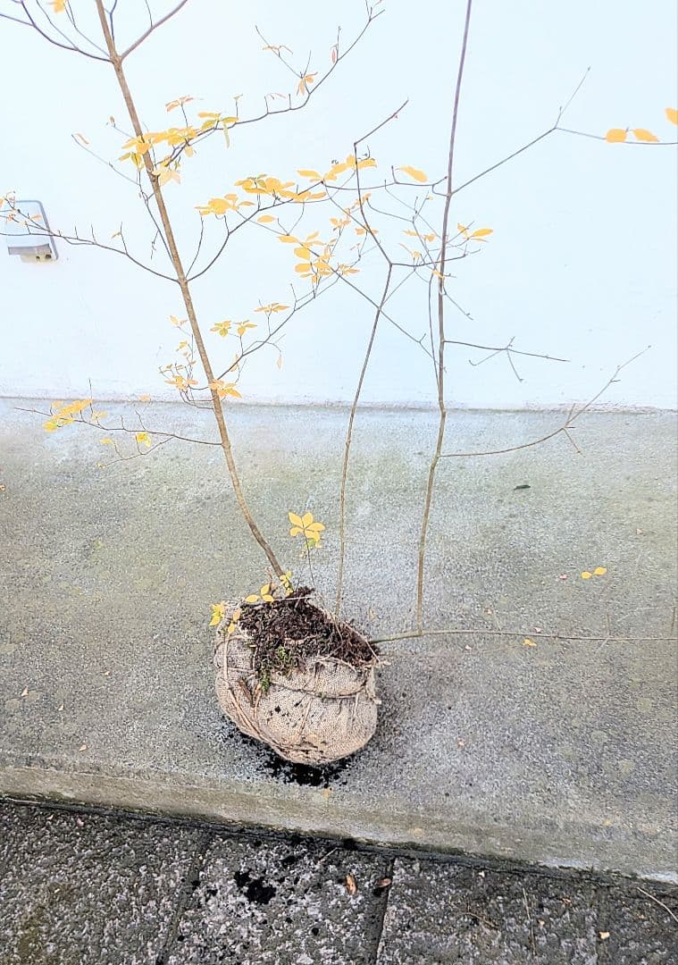 鮮美。山採りドウダンツツジ。