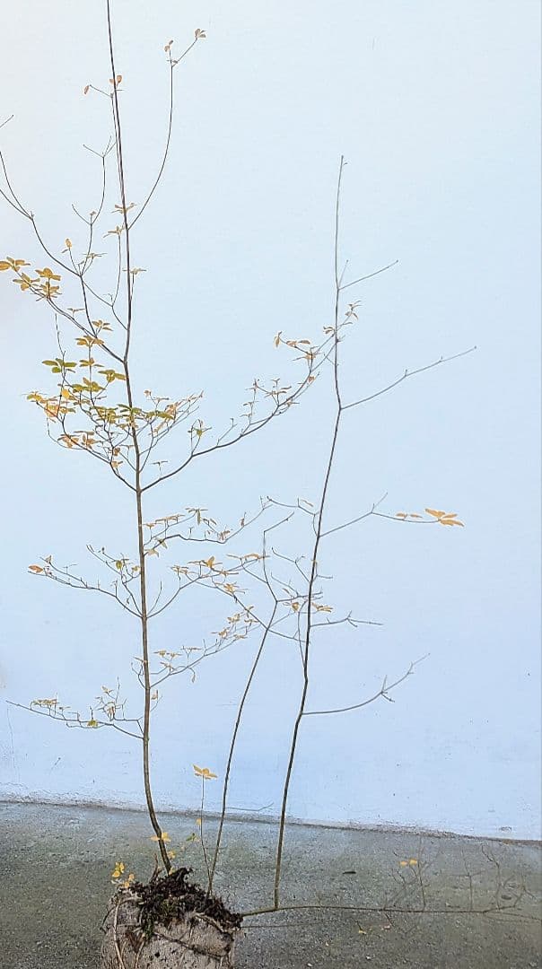 鮮美。山採りドウダンツツジ。