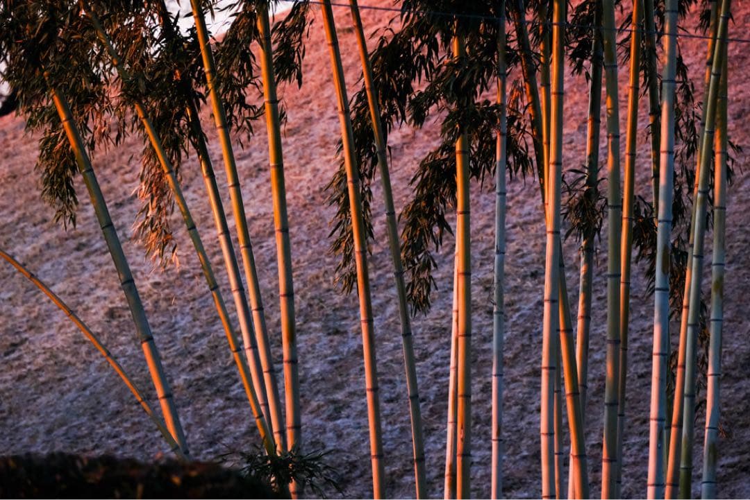 Fujifilm X-S10 ミラーレスカメラ 本体レンズ3本 etc.