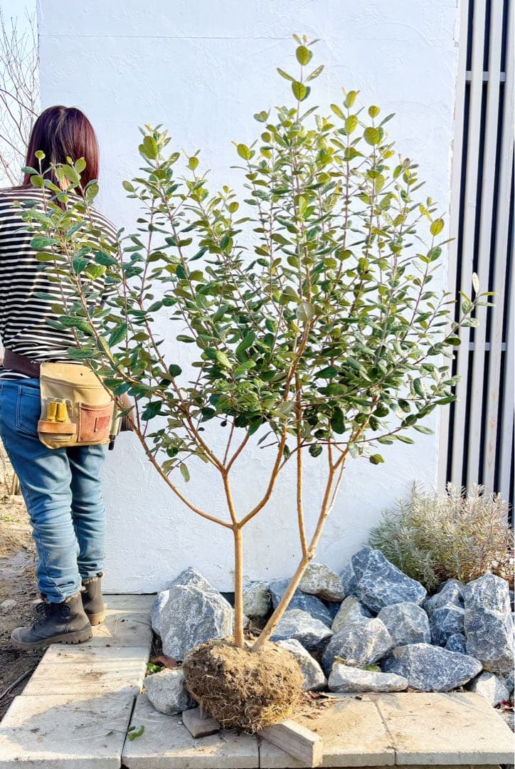 超美形。仕立てフェイジョア1.7M(鉢底から)品番C