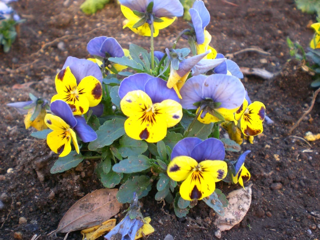 実写美⭕️【動作確認済】CASIO カシオ EXILIM EX-Z75