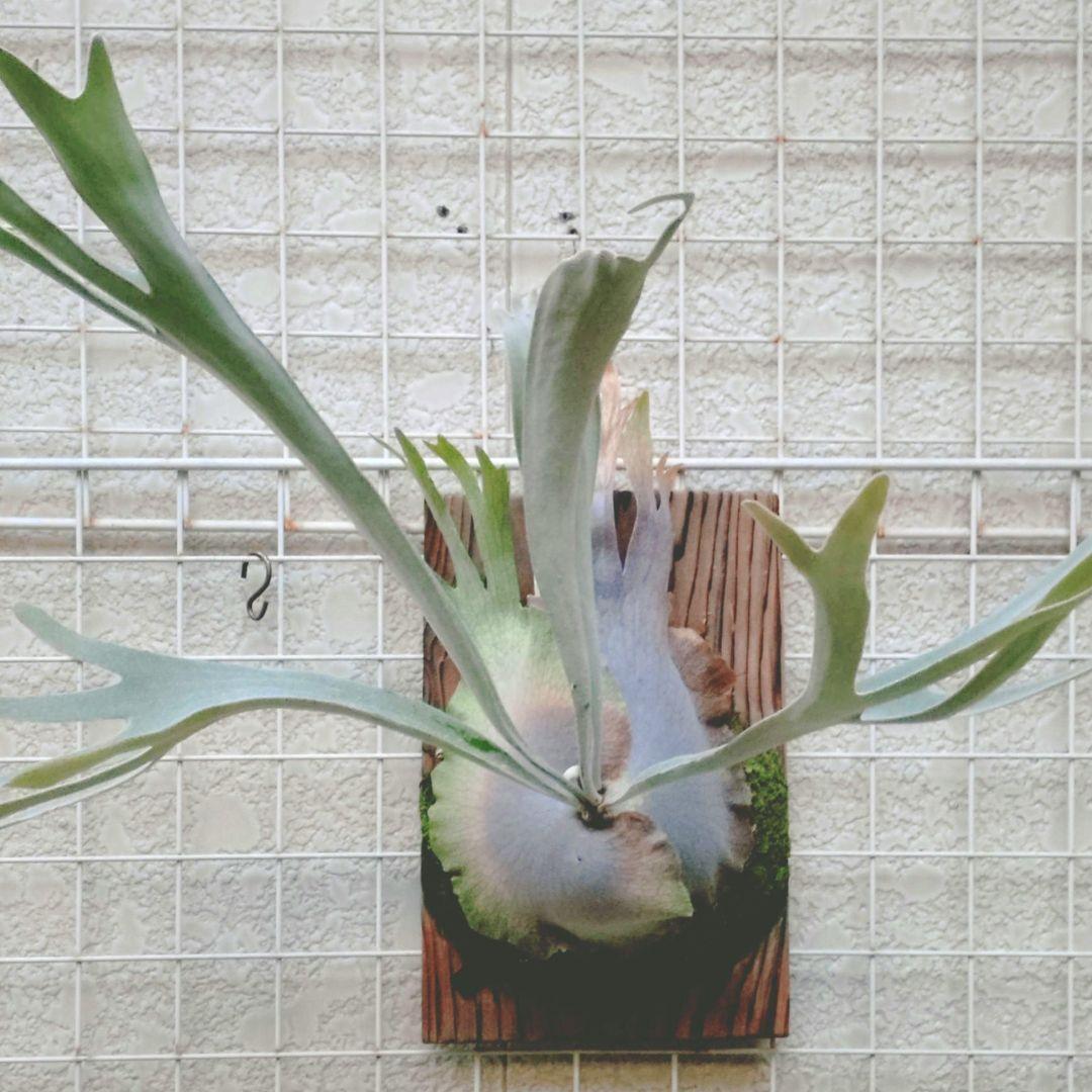 ペドロタツタ オリジナル株 ビカクシダ