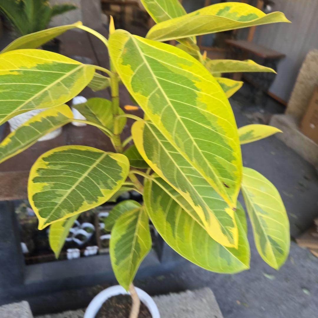 ⑥　フィカス　アルテシマ　曲がり仕立て８号　最高等級